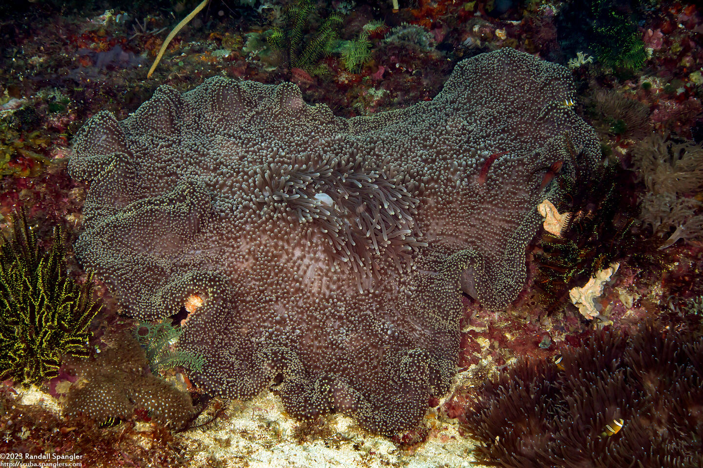 Stichodactyla mertensii (Merten's Carpet Anemone)