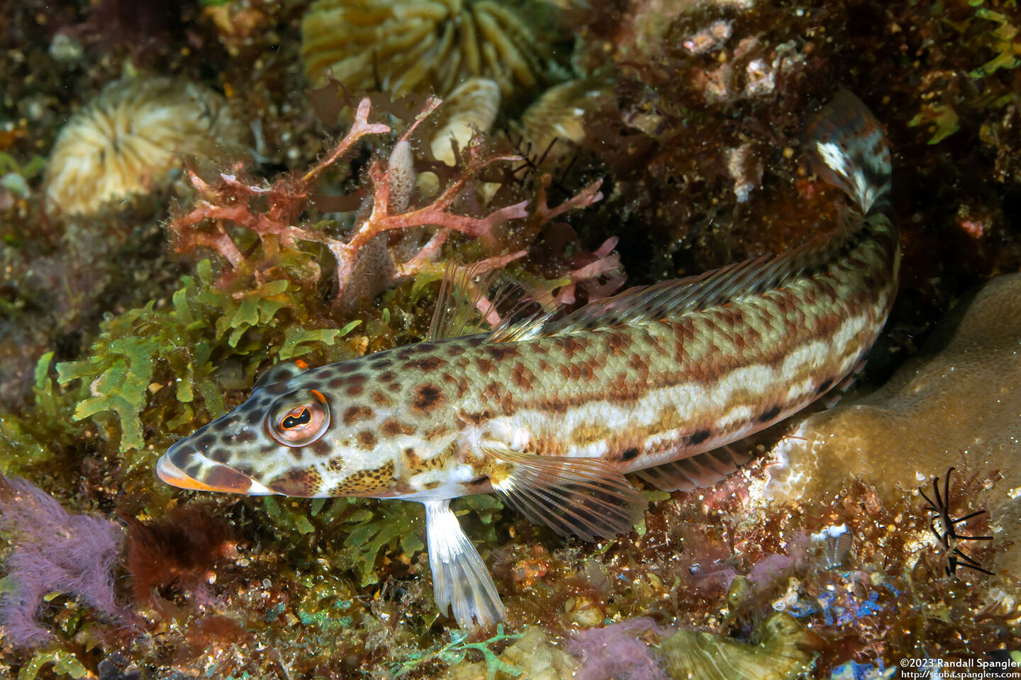 Parapercis clathrata (Latticed Sandperch)