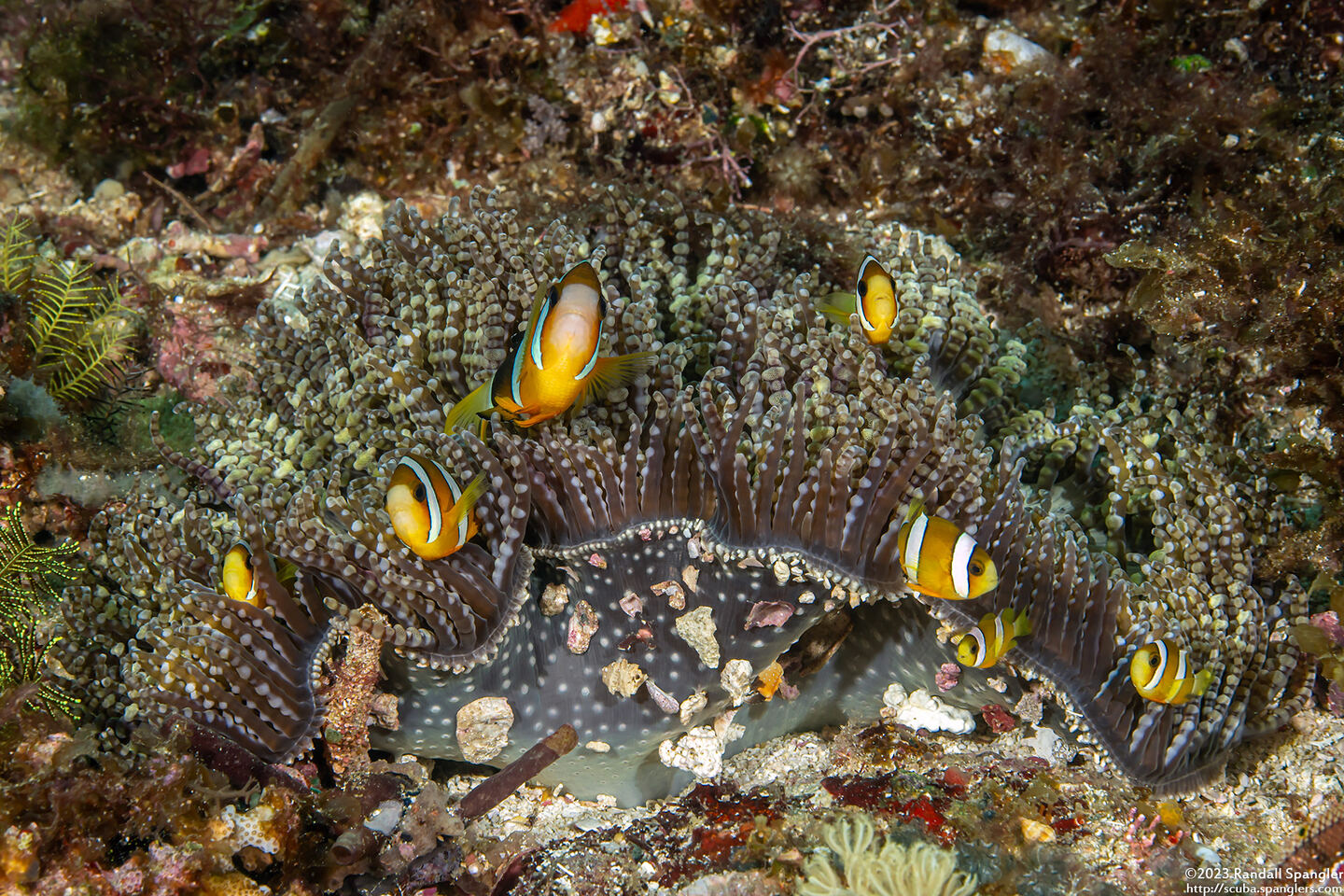 Amphiprion clarkii (Clark's Anemonefish)