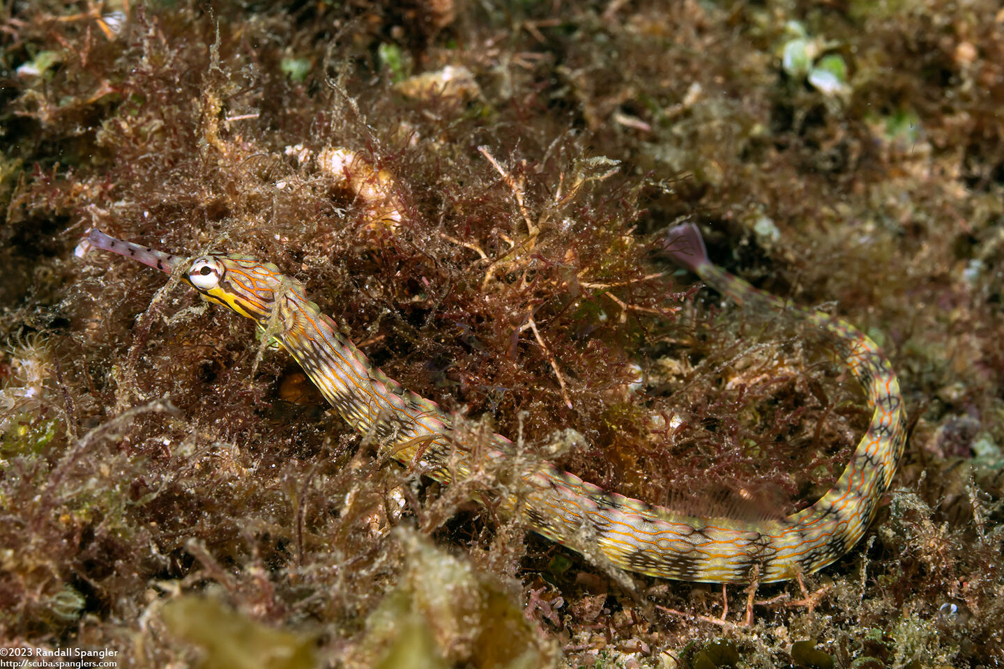 Corythoichthys haematopterus (Reeftop Pipefish)