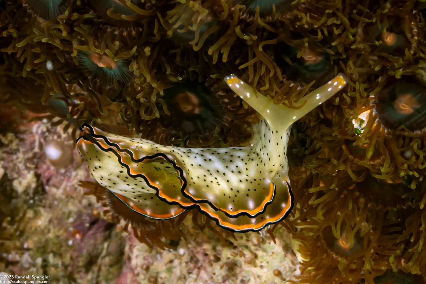 Elysia ornata (Ornate Sapsucking Slug)