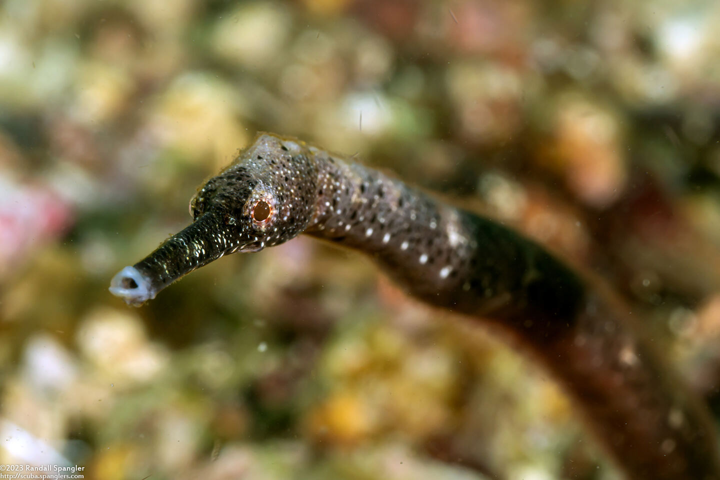 Trachyrhamphus bicoarctatus (Short-Tailed Pipefish)