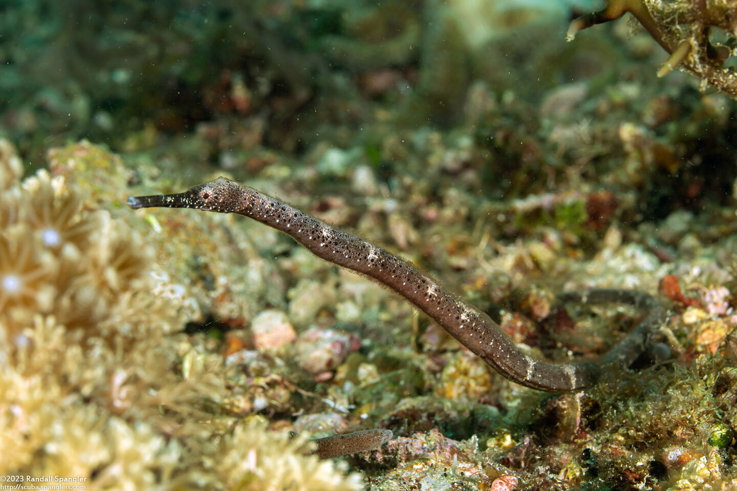 Trachyrhamphus bicoarctatus (Short-Tailed Pipefish)