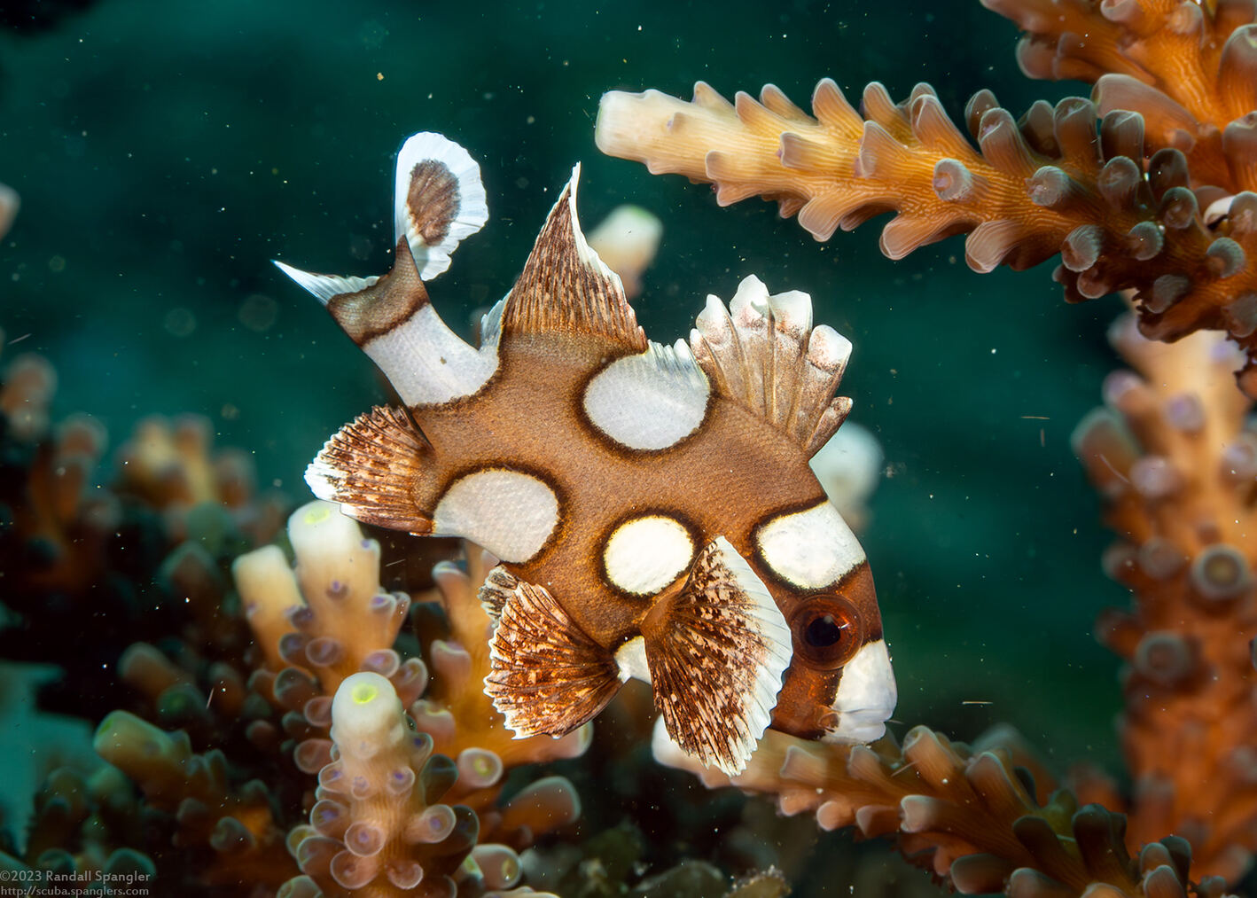 Plectorhinchus chaetodonoides (Many-Spotted Sweetlips)