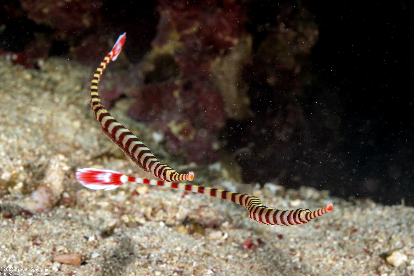Dunckerocampus dactyliophorus (Ringed Pipefish)