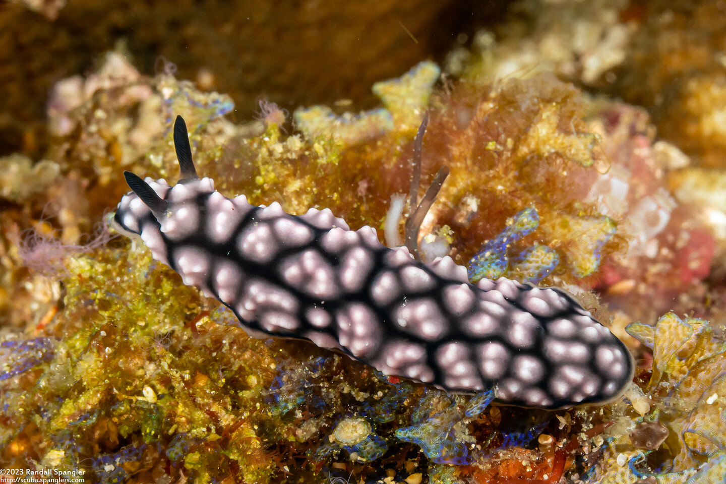 Phyllidiella pustulosa (Pustulose Phyllidia)