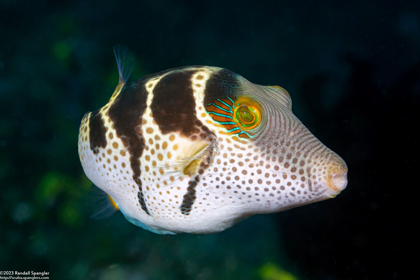 Canthigaster valentini (Black-Saddled Toby)