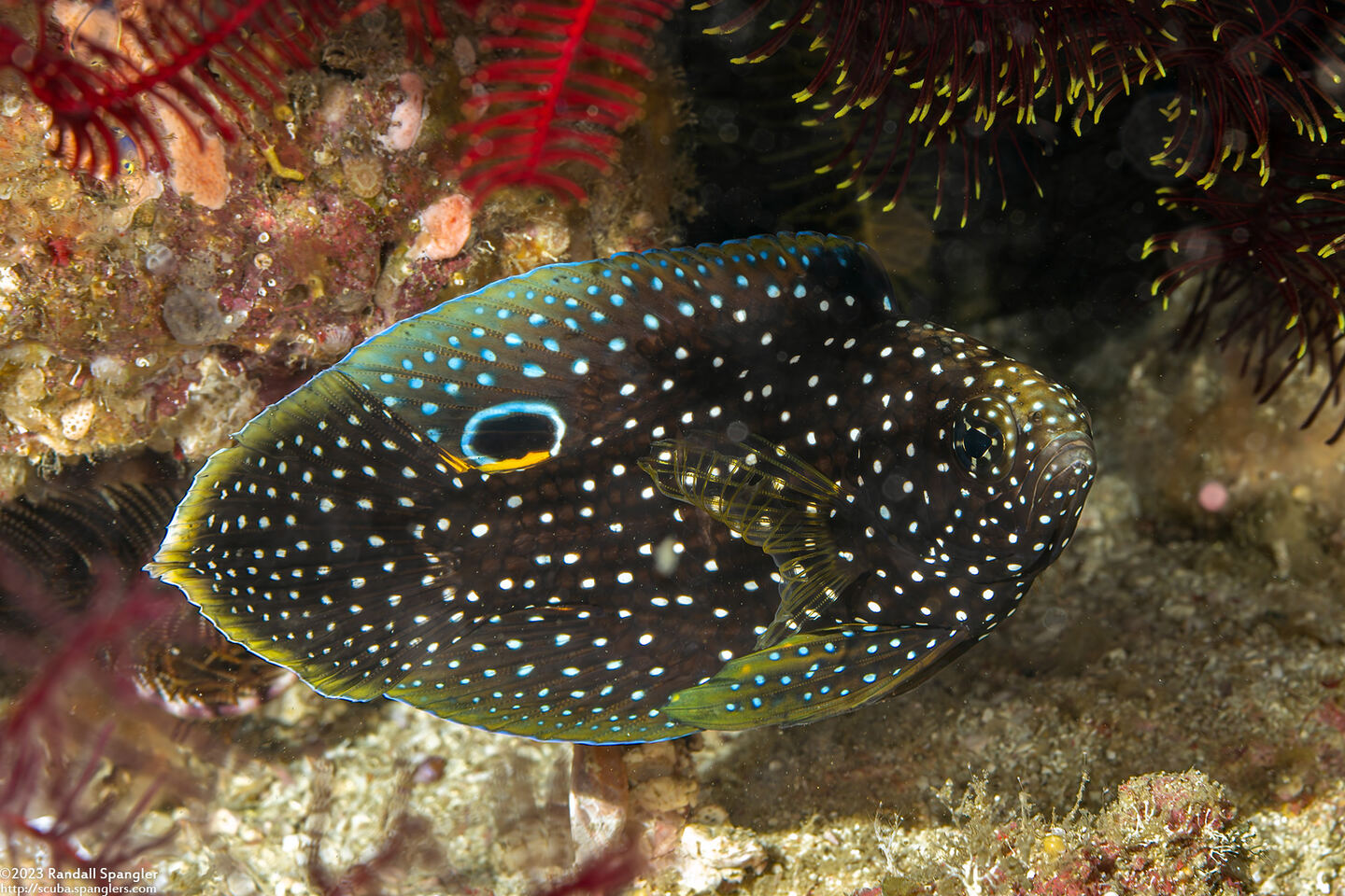 Calloplesiops altivelis (Comet Longfin)