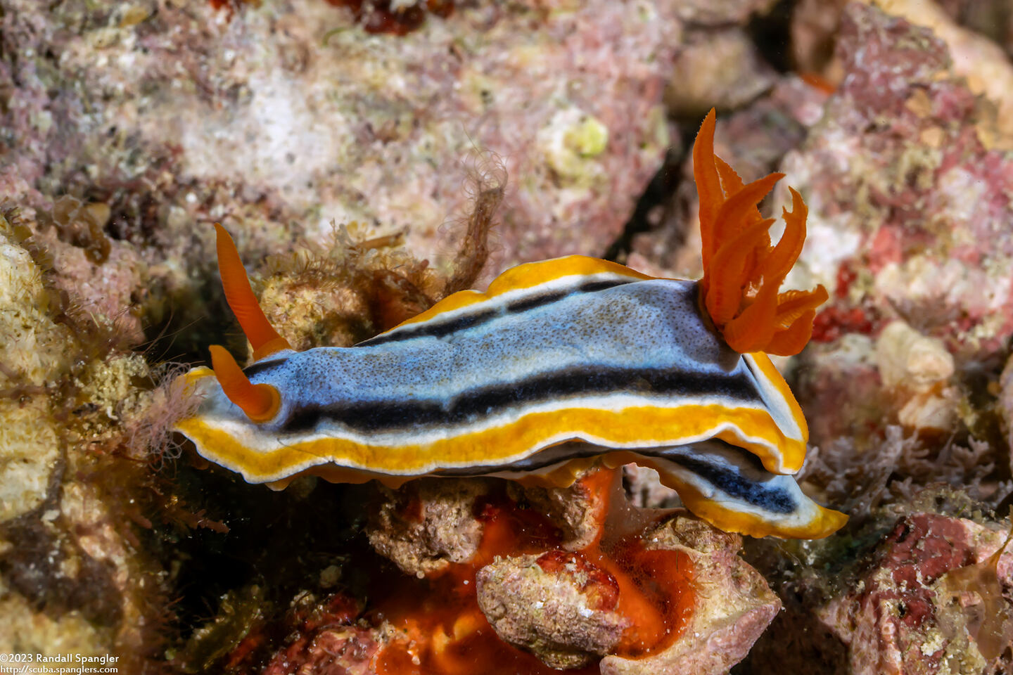 Chromodoris annae (Anna's Chromodoris)