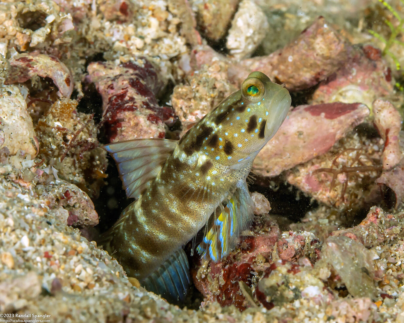 Cryptocentrus sericus (Ventral-Barred Shrimpgoby)