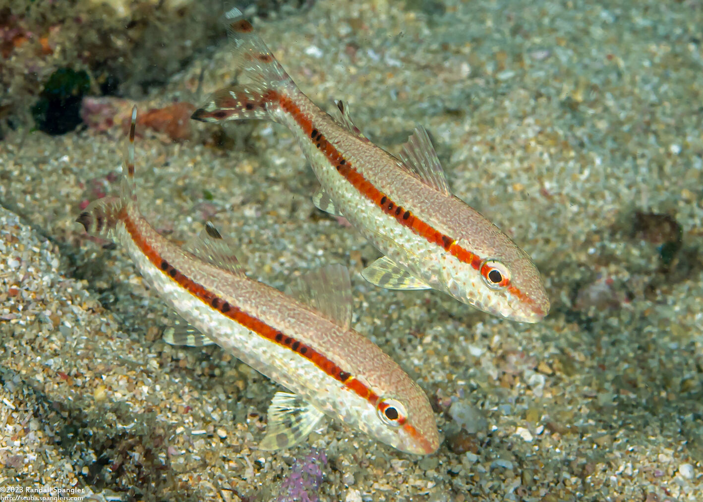 Upeneus tragula (Freckled Goatfish)