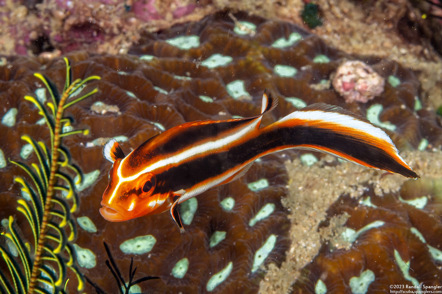 Plectorhinchus lessonii (Striped Sweetlips)