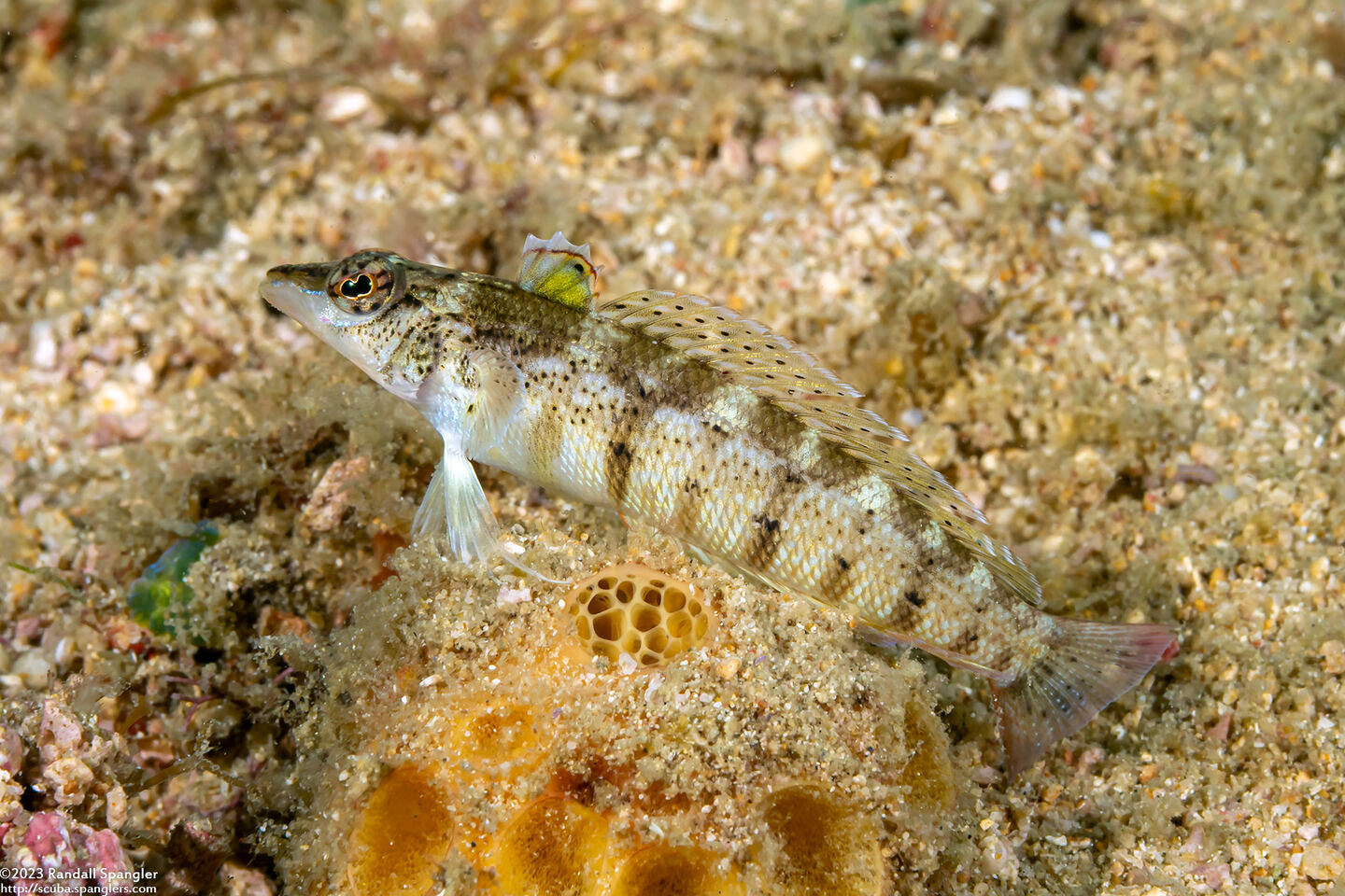 Parapercis lineopunctata (Nosestripe Sandperch)