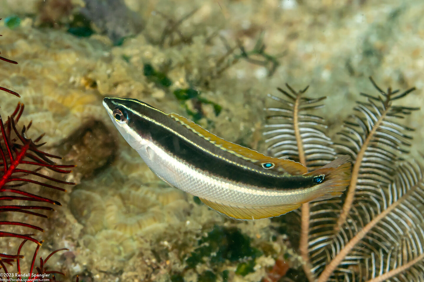 Coris pictoides (Blackstripe Coris)
