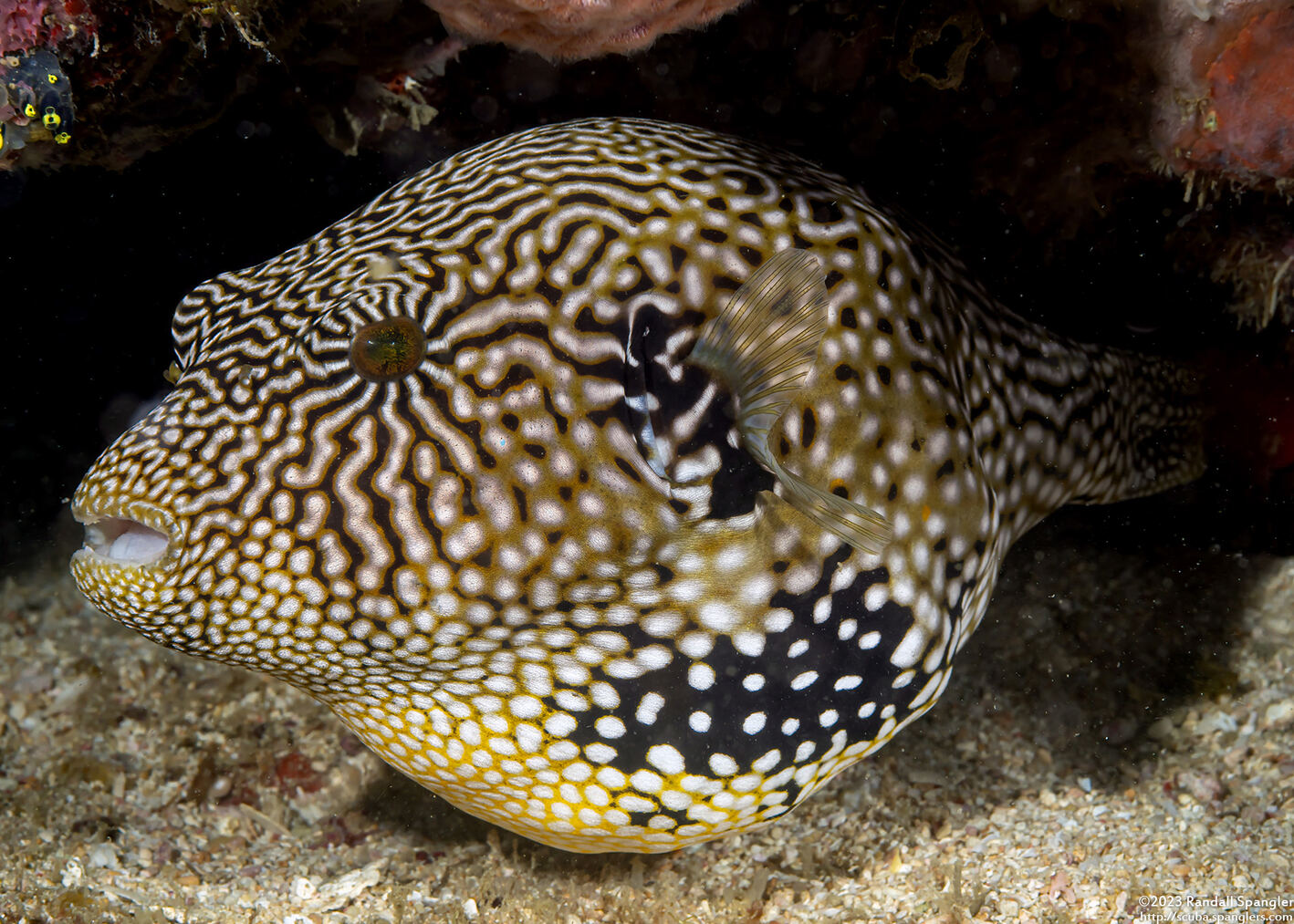 Arothron mappa (Map Puffer)