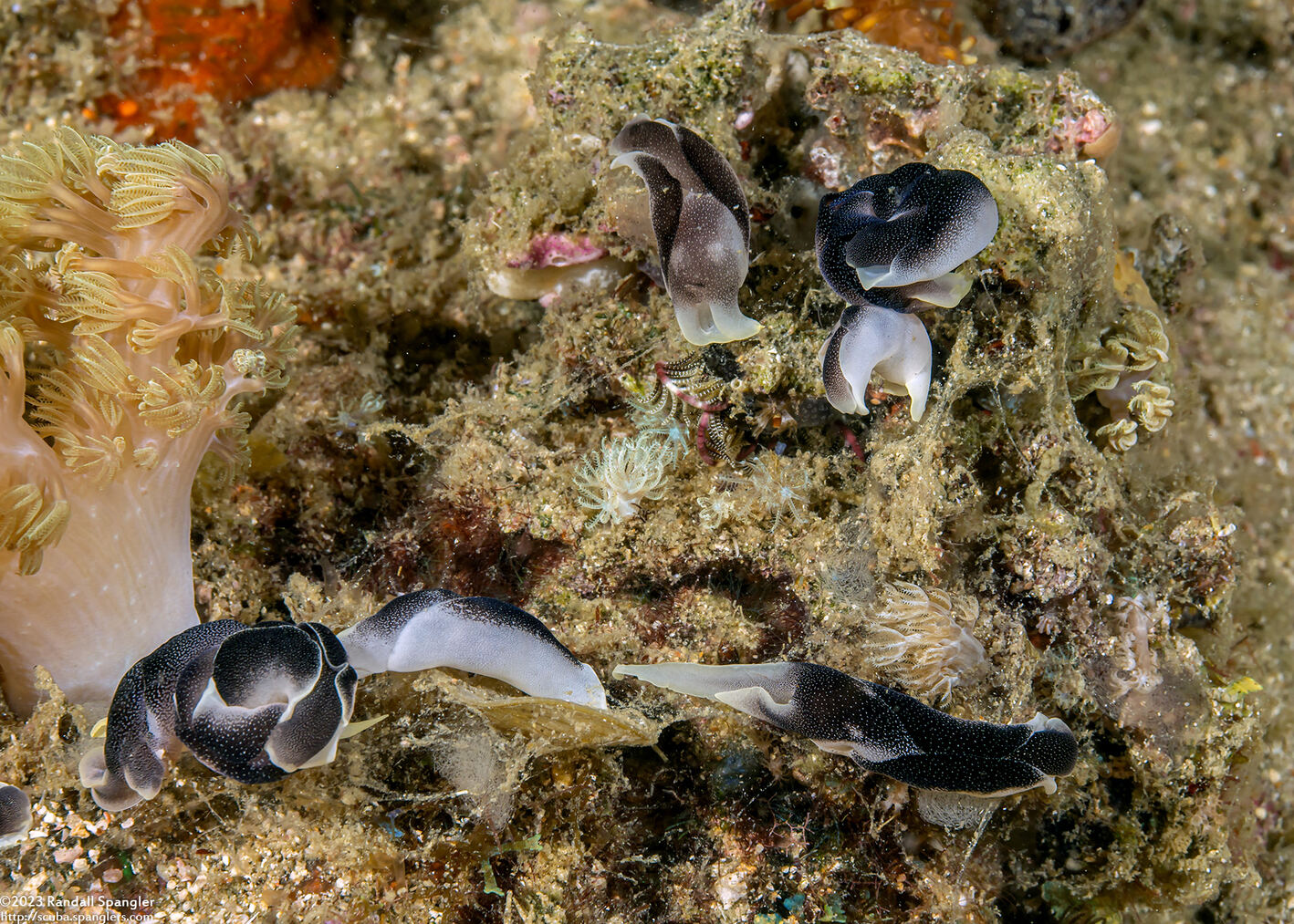 Chelidonura amoena (Lovely Headshield Slug)