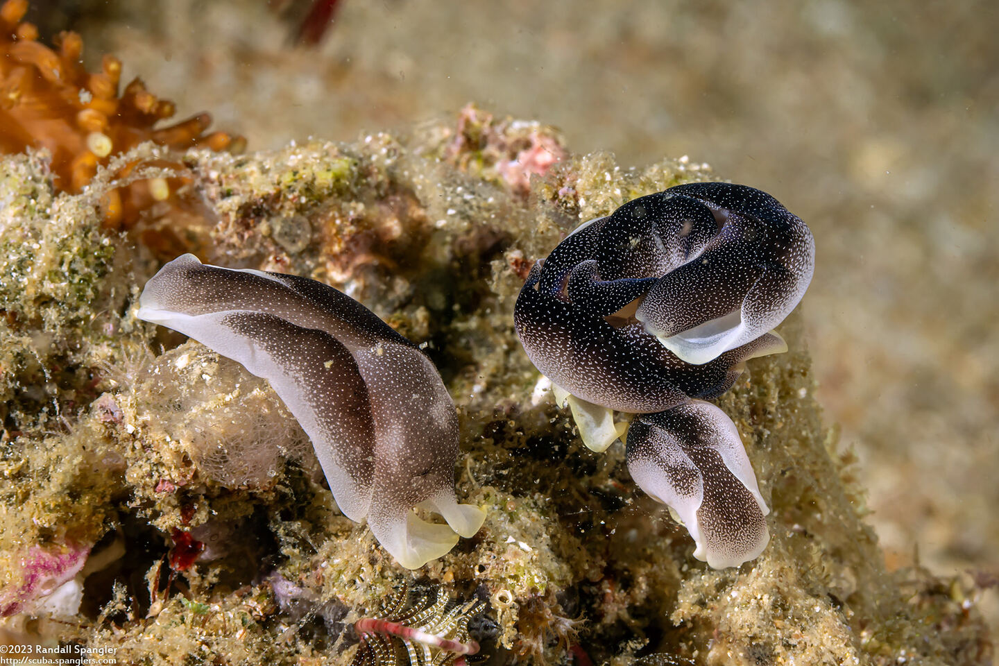 Chelidonura amoena (Lovely Headshield Slug)