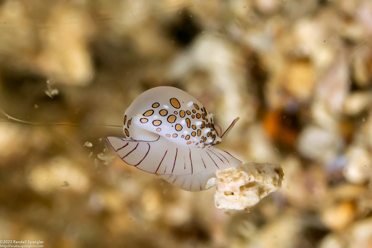 Diminovula margarita (Margarita Egg Shell)