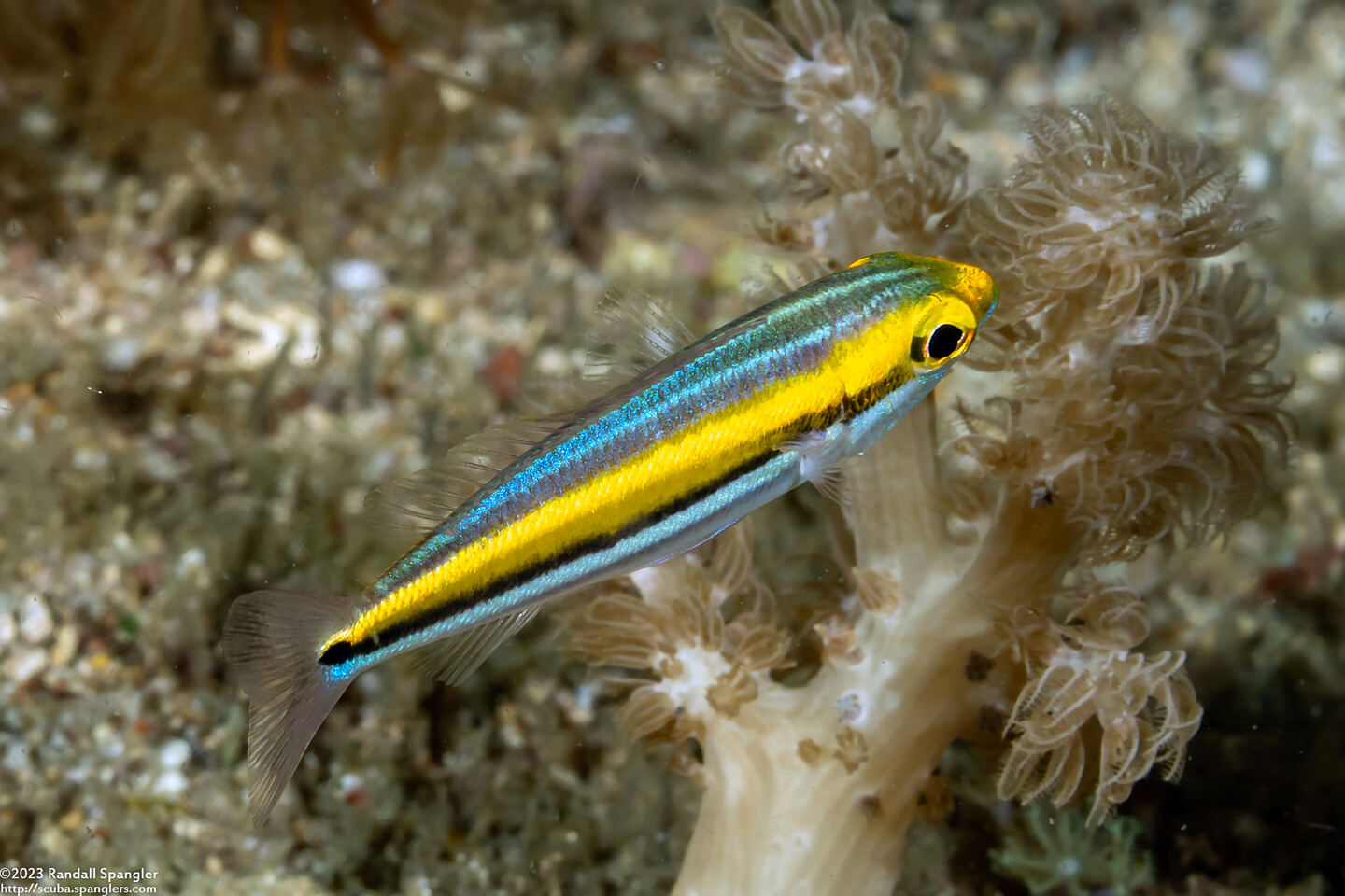 Pentapodus paradiseus (Paradise Whiptail)