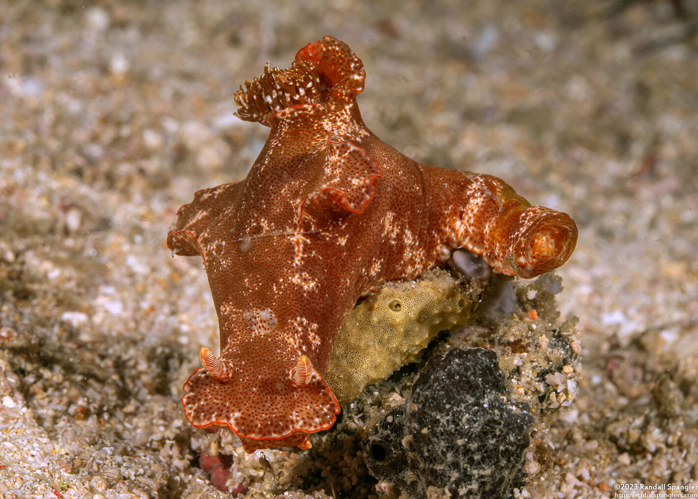 Ceratosoma gracillimum (Brilliant Ceratosoma)