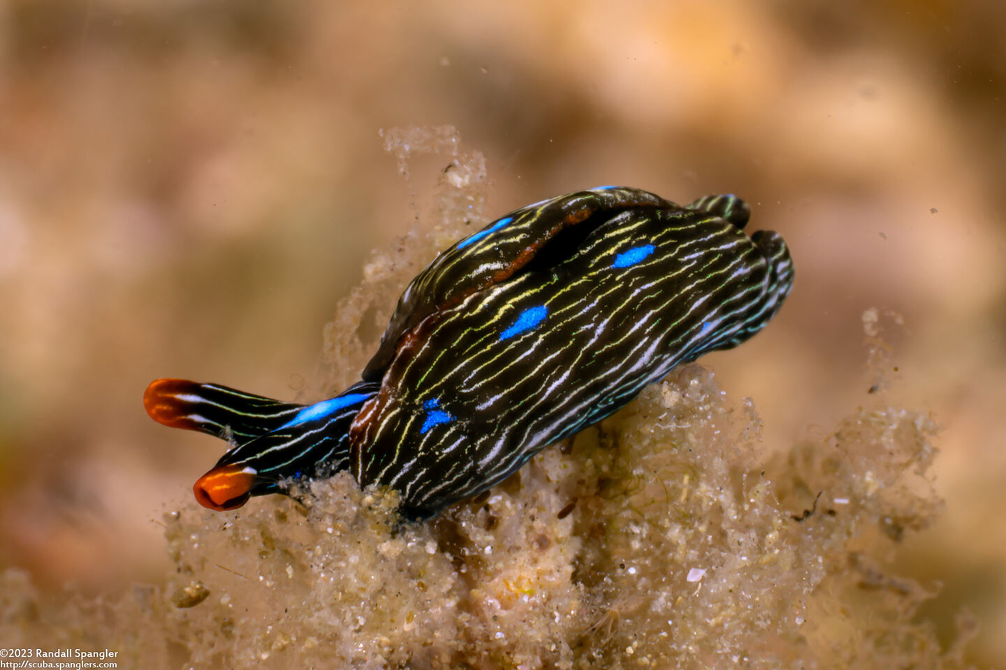 Thuridilla gracilis (Slender Sapsucking Slug)
