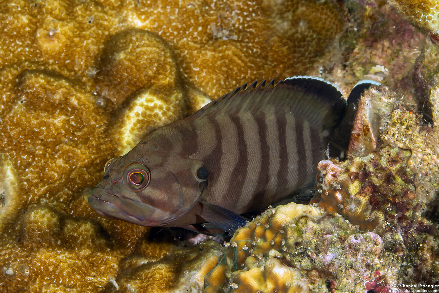 Cephalopholis boenak (Chocolate Grouper)