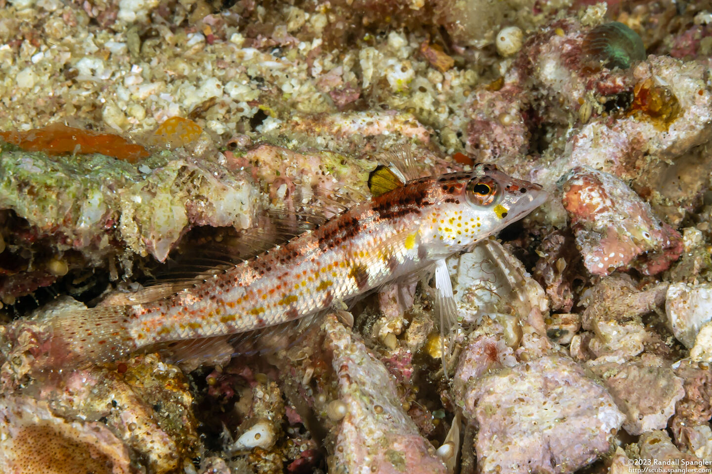 Parapercis snyderi (Blackfin Sandperch)