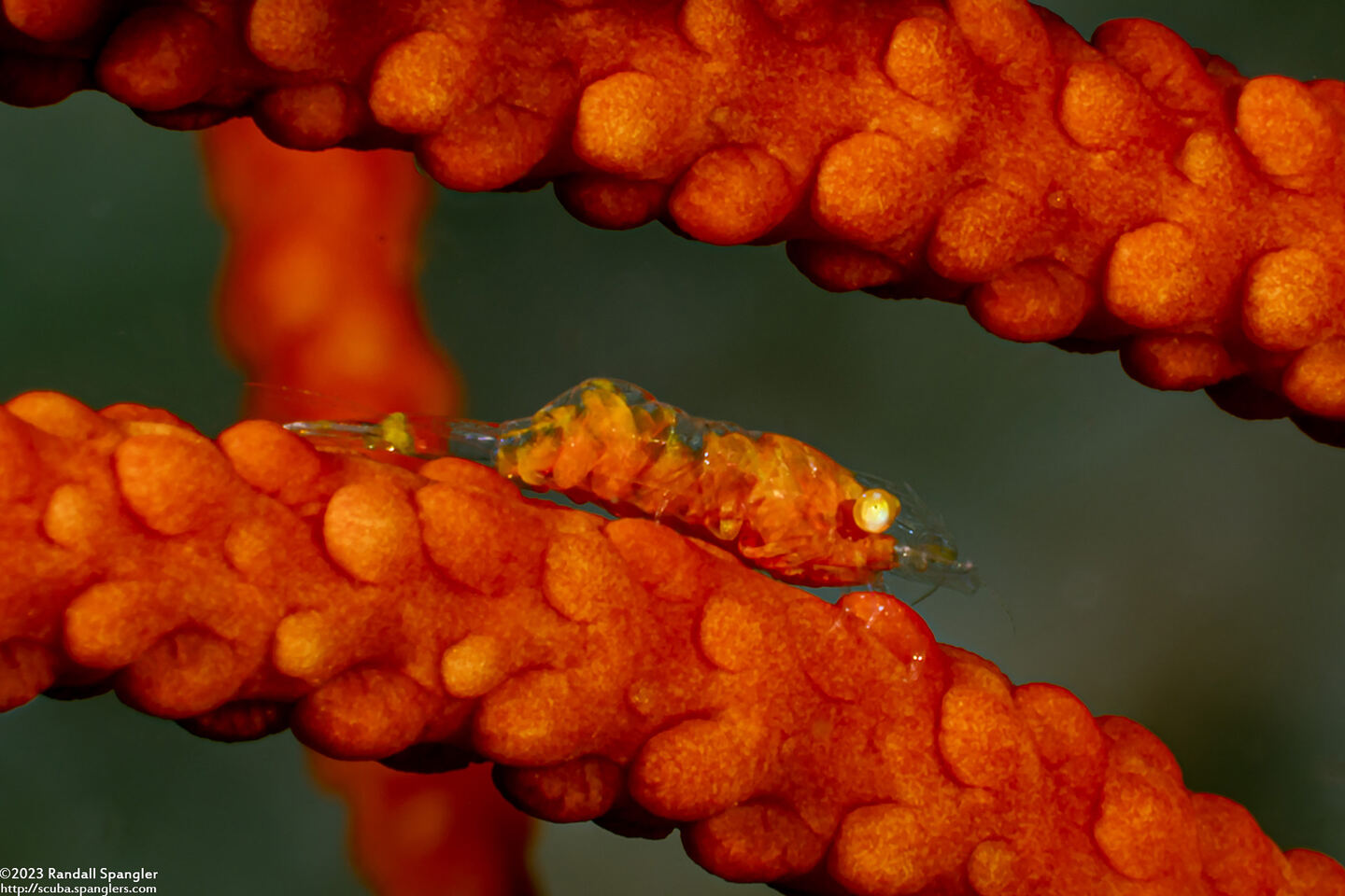 Hamodactylus boschmai (Boschma's Gorgonian Shrimp)