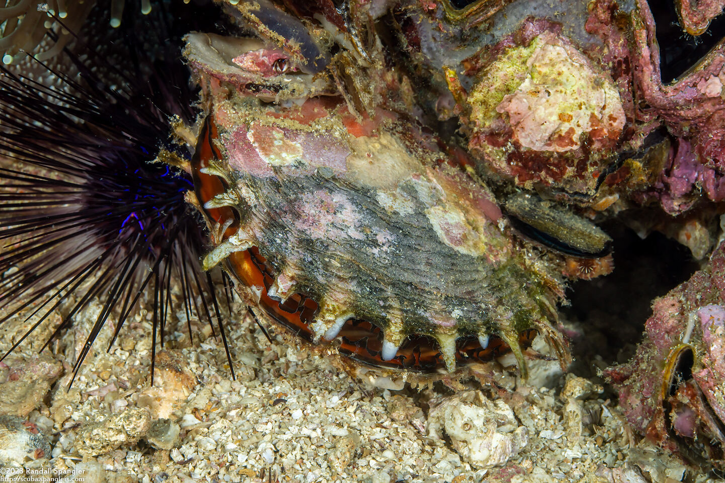 Pinctada margaritifera (Pacific Pearl Oyster)