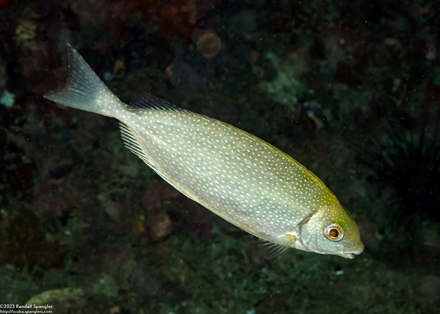 Siganus fuscescens (Mottled Rabbitfish)