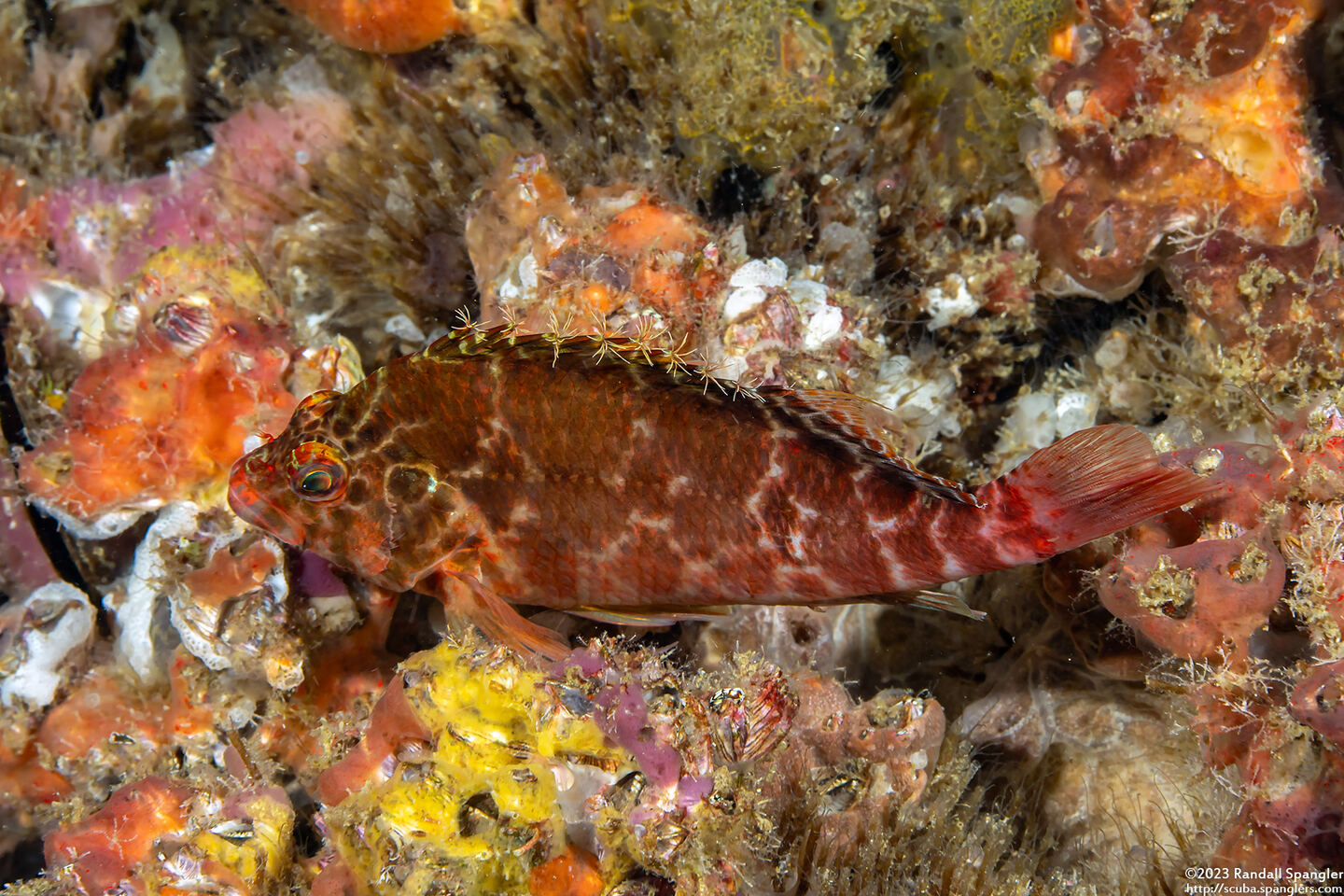 Cirrhitichthys aprinus (Threadfin Hawkfish)