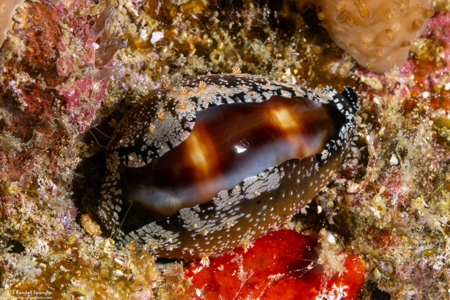 Erronea onyx (Onyx Cowry)