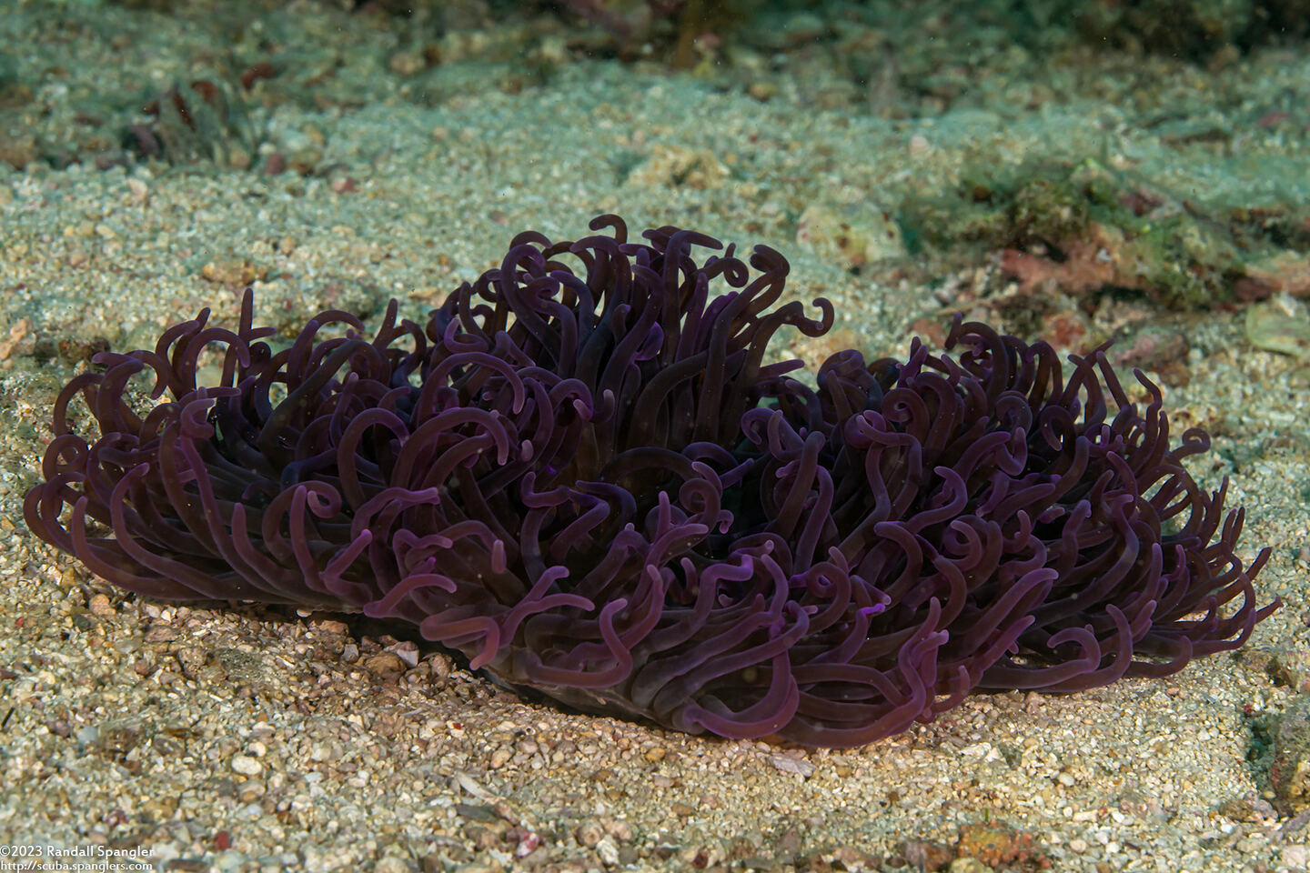 Macrodactyla doreensis (Corkscrew Tentacle Sea Anemone)