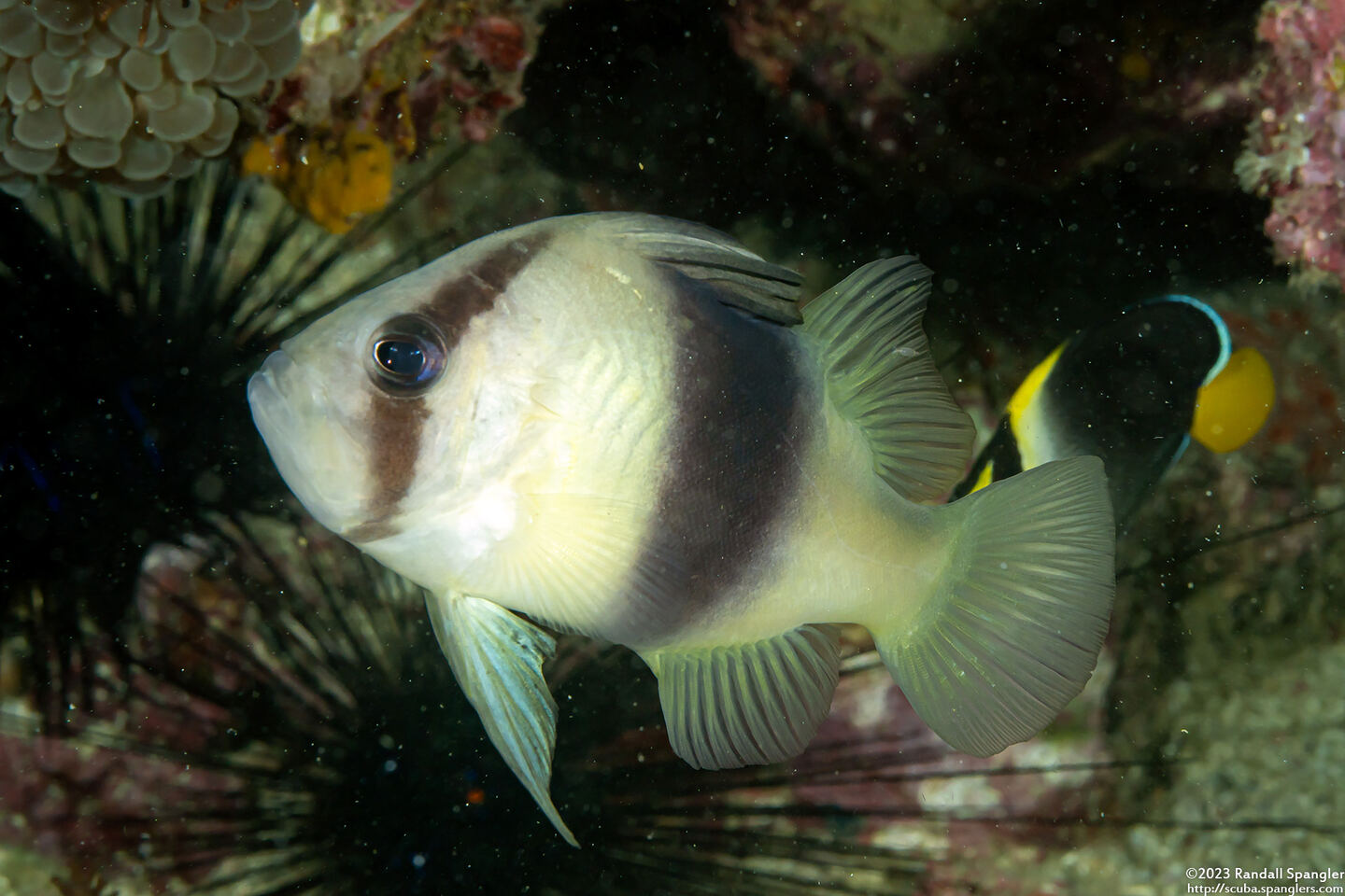 Diploprion bifasciatum (Doublebanded Soapfish)