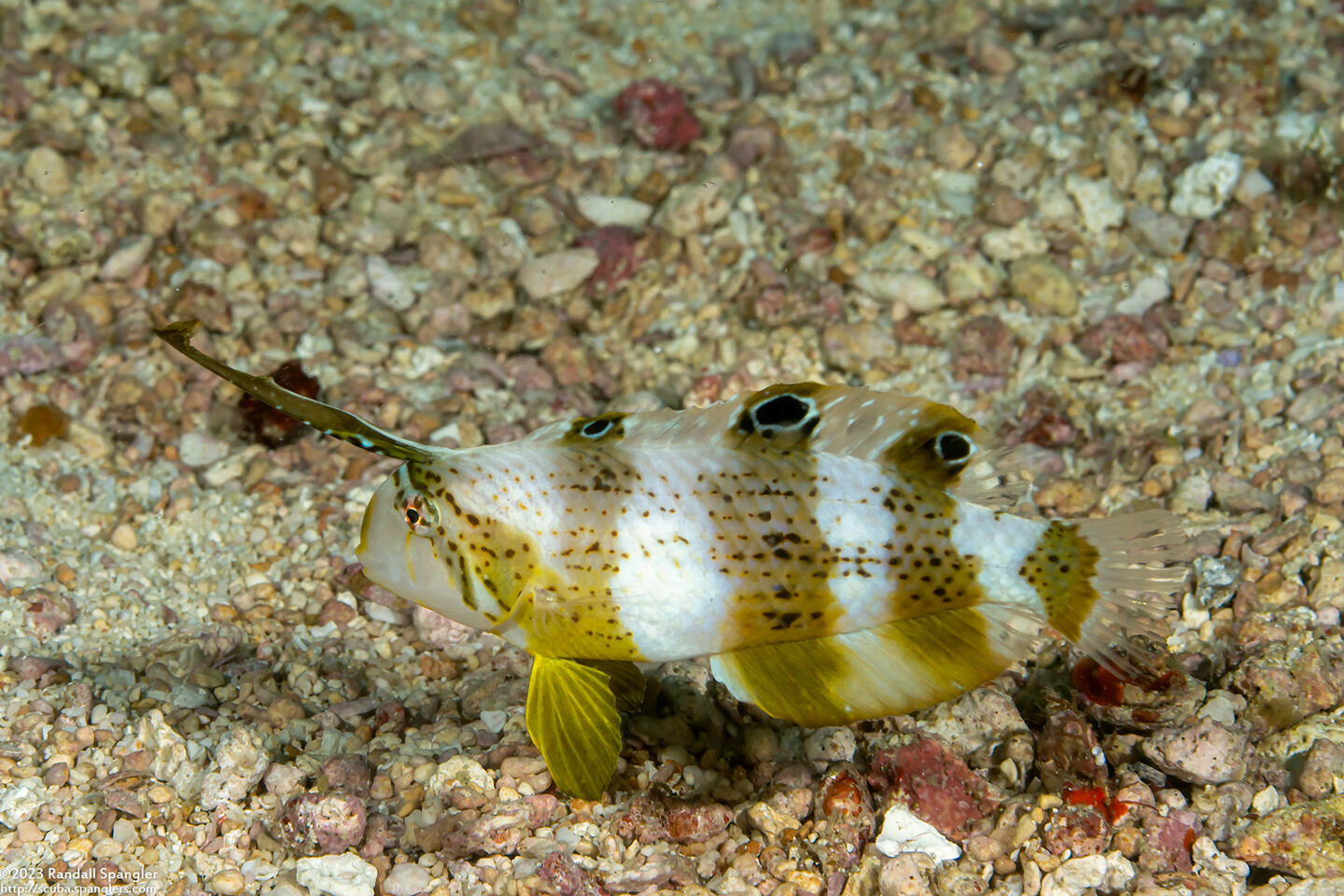 Iniistius pavo (Peacock Razorfish)