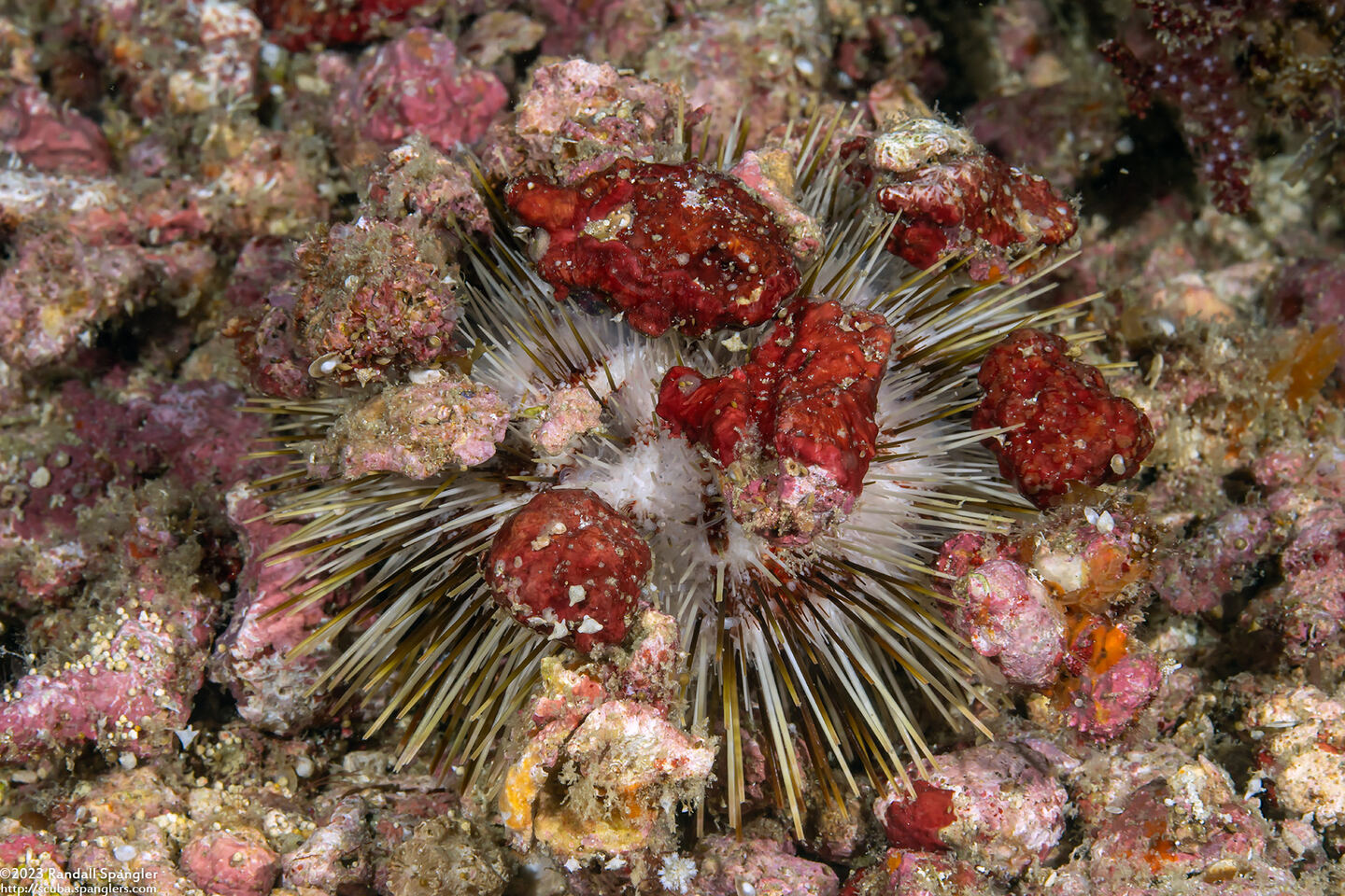 Pseudoboletia maculata (Spotted Sea Urchin)
