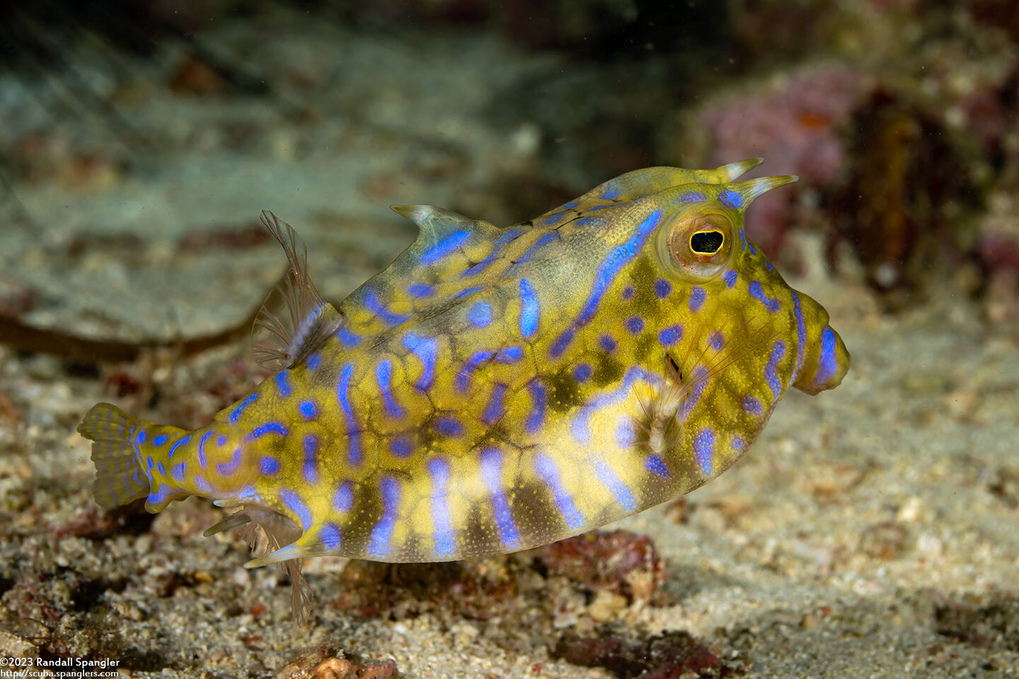 Lactoria fornasini (Thornback Cowfish)