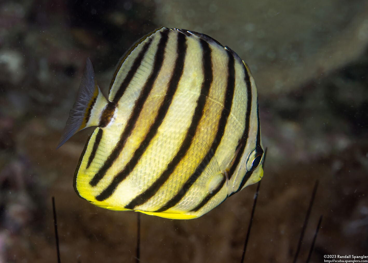 Chaetodon octofasciatus (Eight-Banded Butterflyfish)