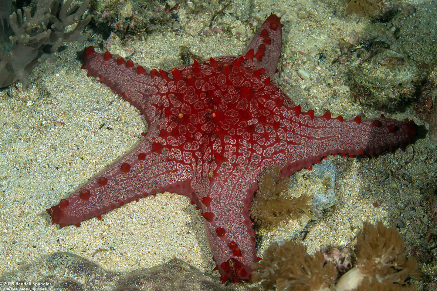 Pentaceraster tuberculatus (Tuberculate Pentaceraster)