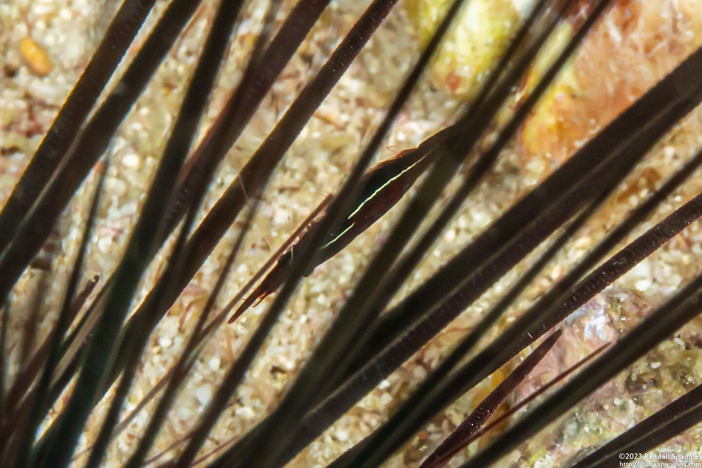 Tuleariocaris zanzibarica (Zanzibar Urchin Shrimp)