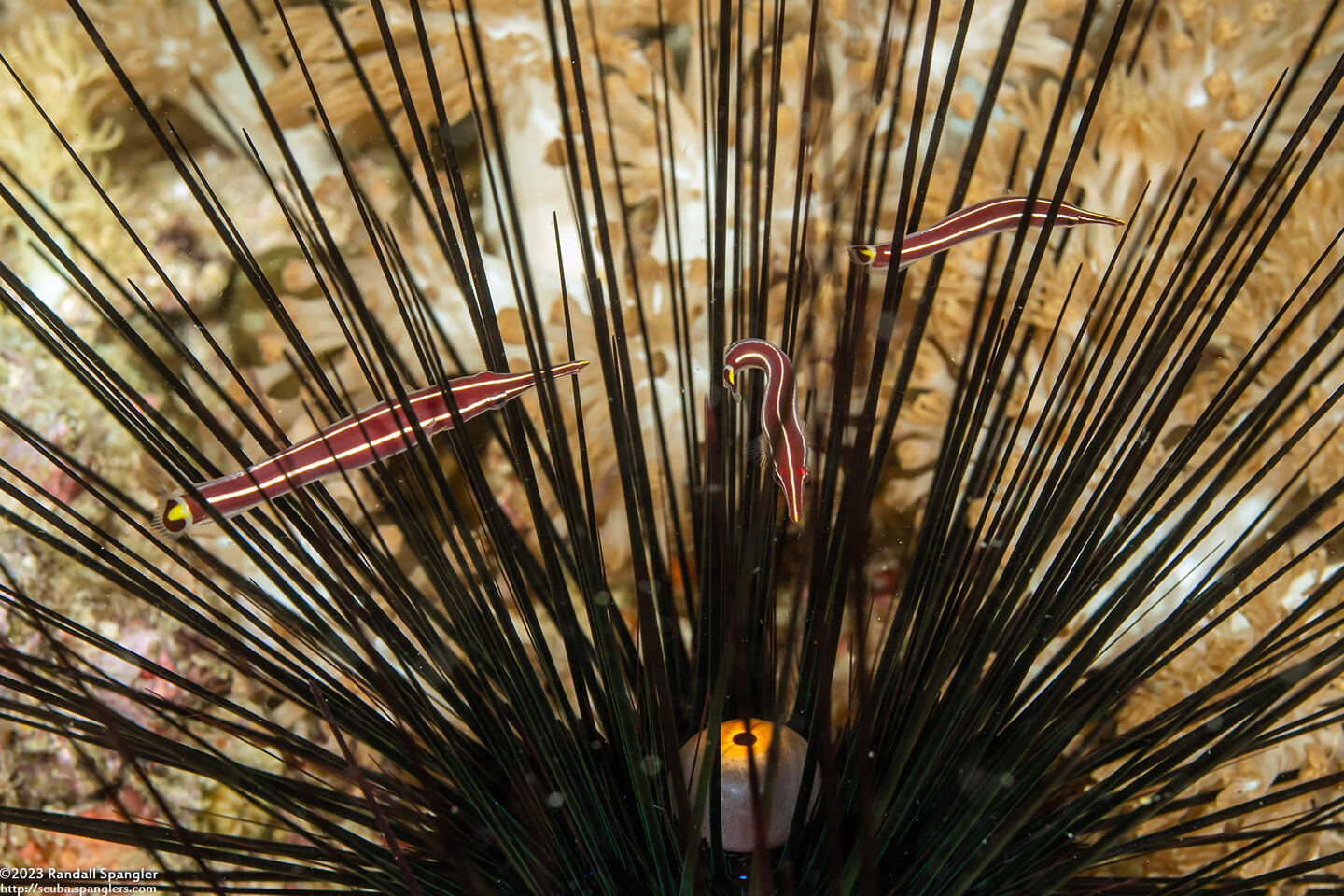 Diademichthys lineatus (Urchin Clingfish)