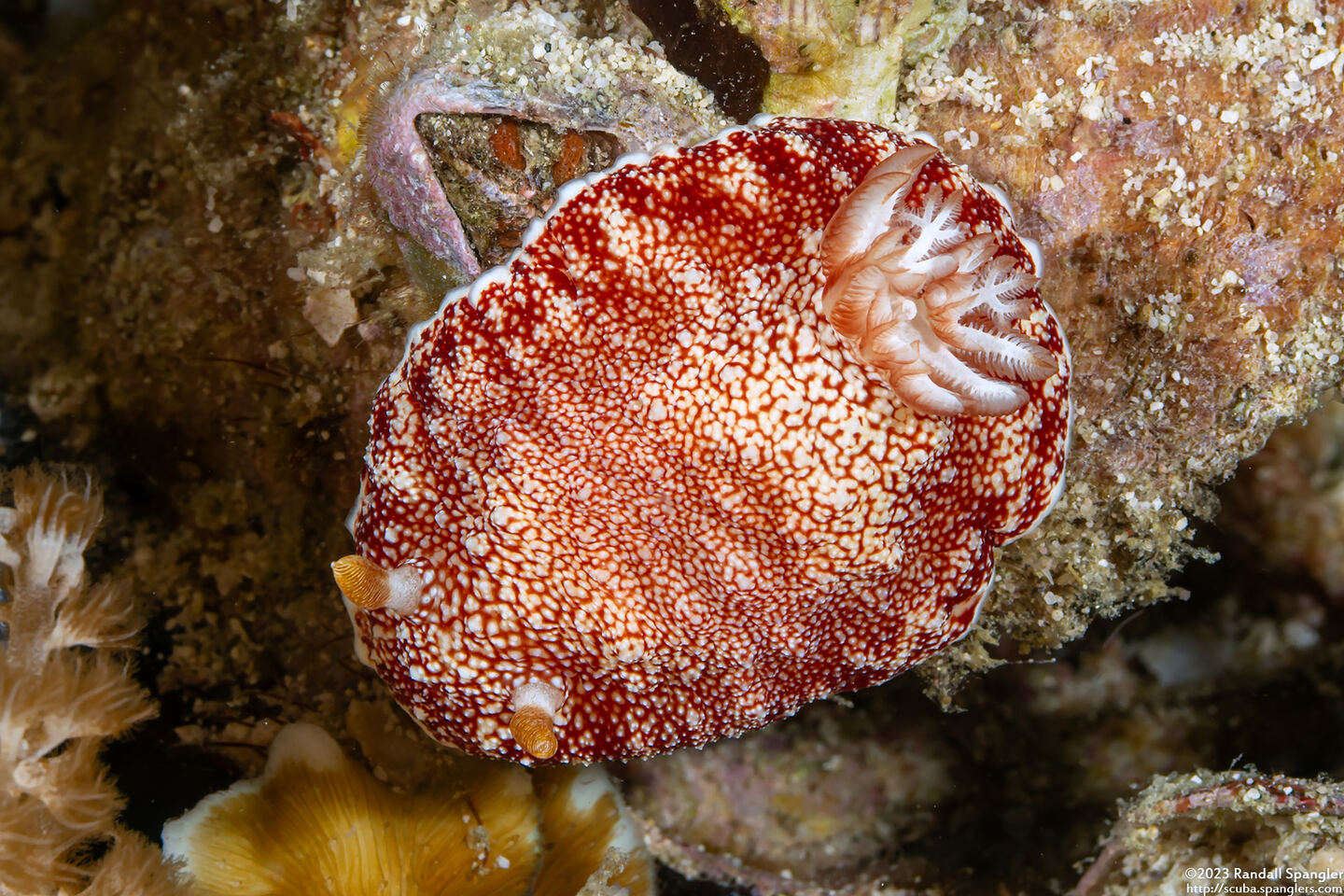 Chromodoris reticulata (Reticulated Chromodoris)