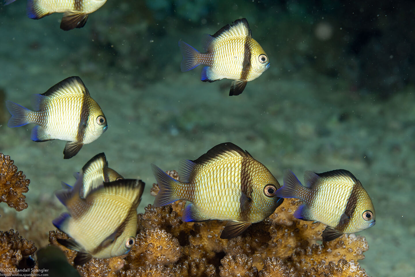Dascyllus reticulatus (Reticulated Dascyllus)