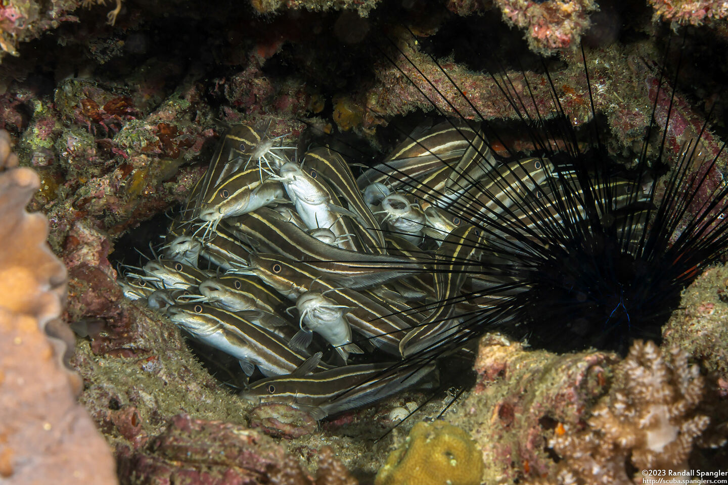 Plotosus lineatus (Striped Catfish)