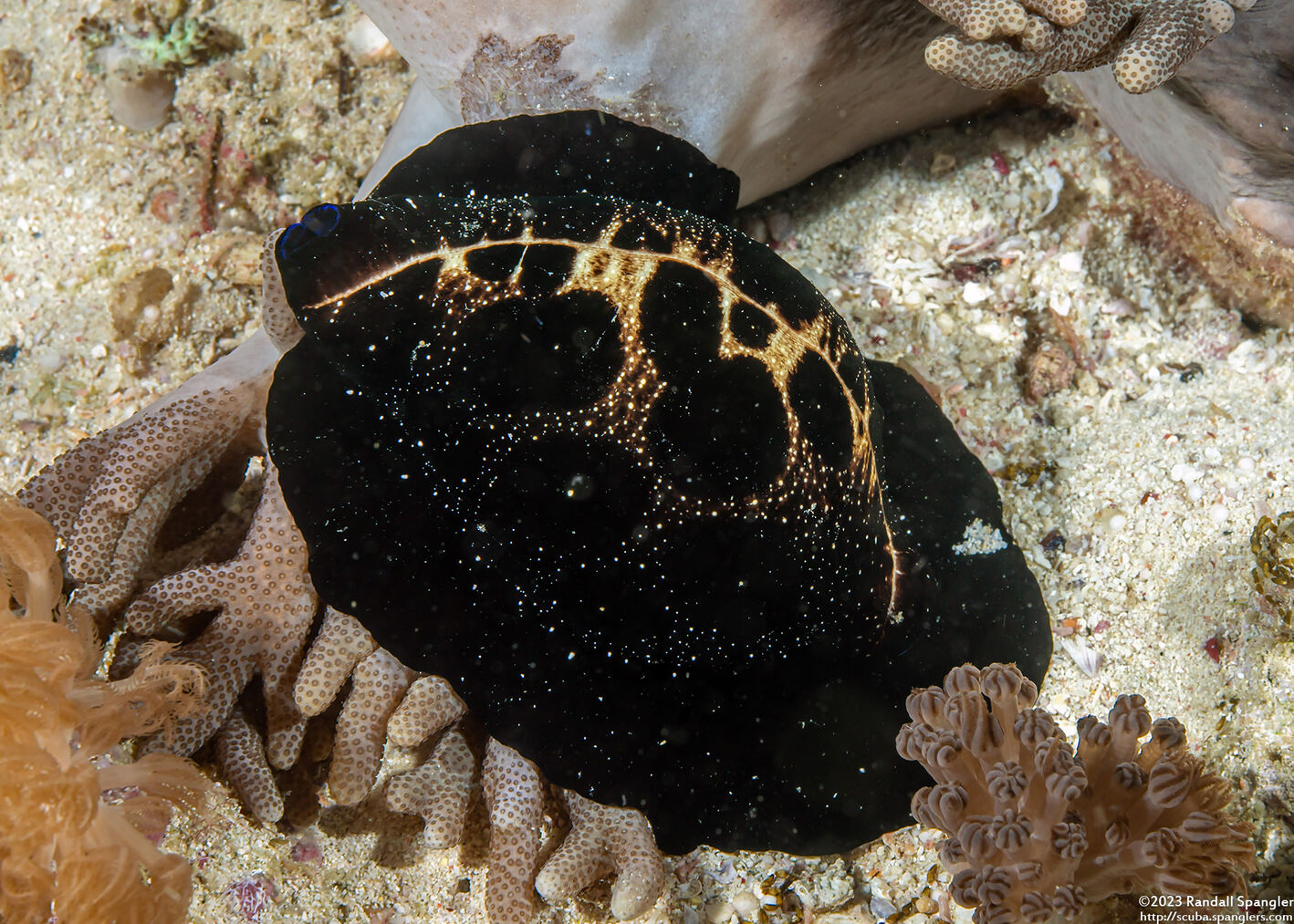 Ovula ovum (Common Egg Cowry)