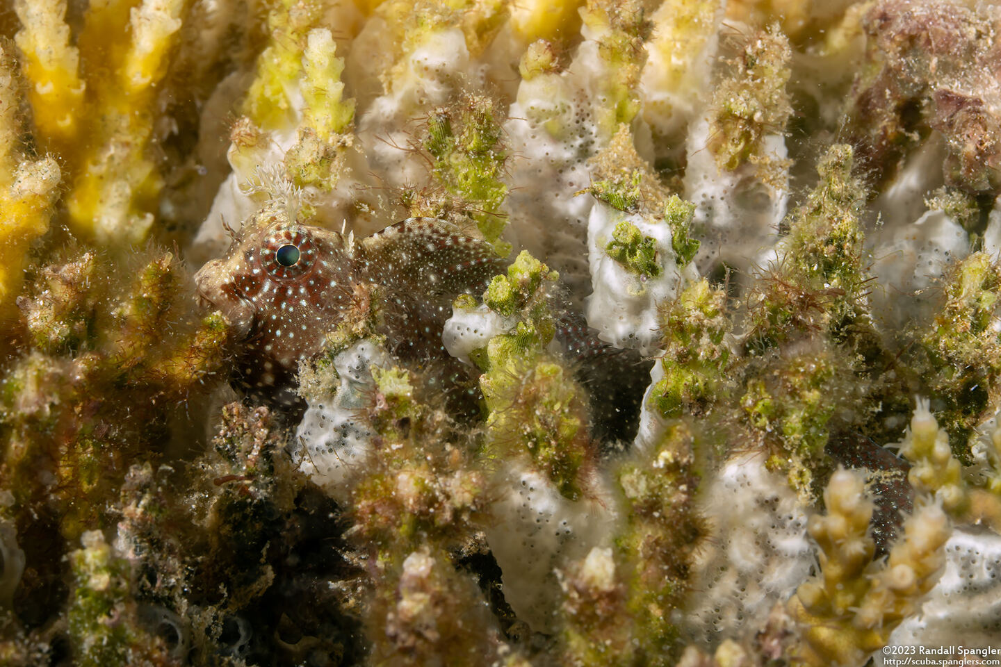 Salarias guttatus (Fine-Spotted Blenny)