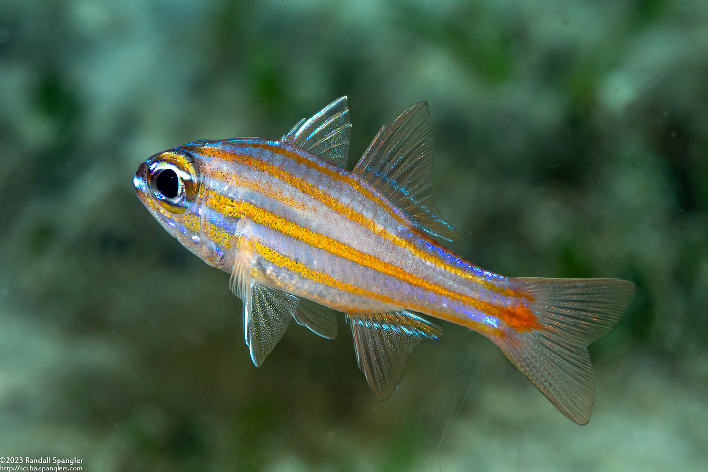 Ostorhinchus rubrimacula (Rubyspot Cardinalfish)