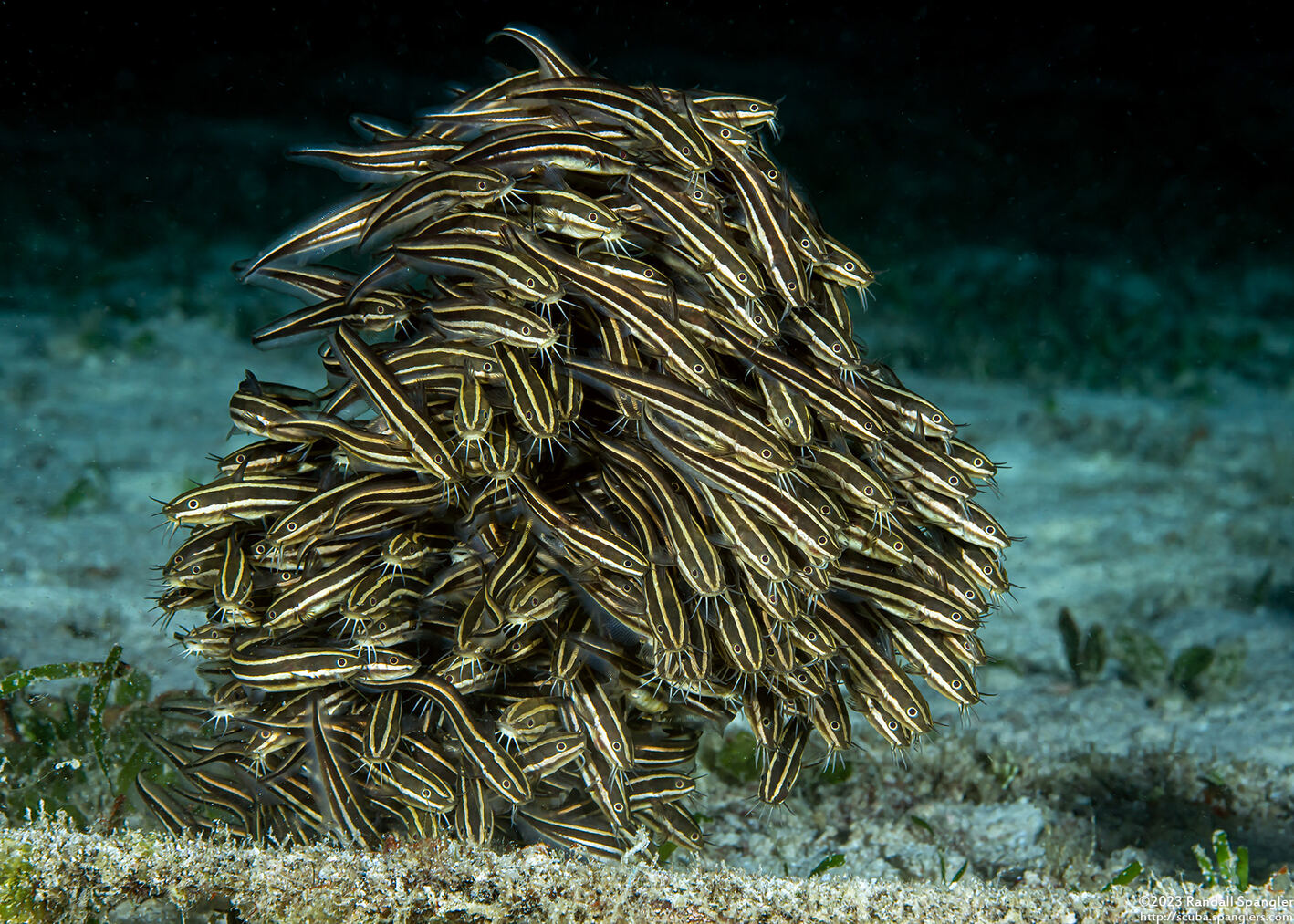 Plotosus lineatus (Striped Catfish)