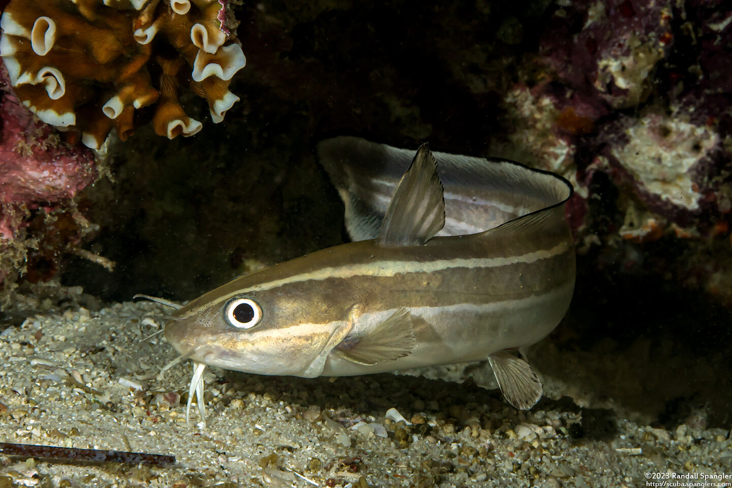 Plotosus lineatus (Striped Catfish)