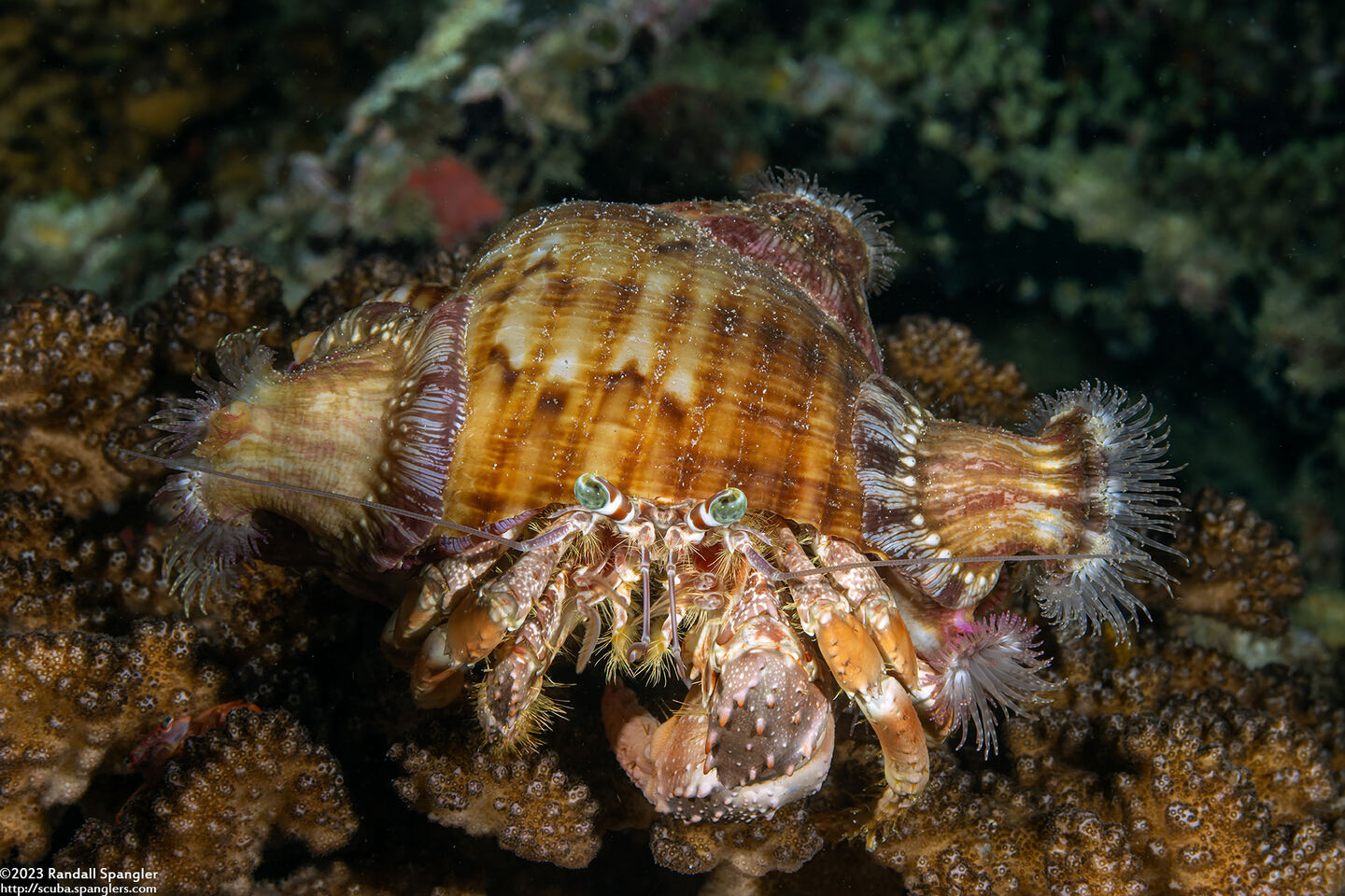 Dardanus pedunculatus (Anemone Hermit Crab)